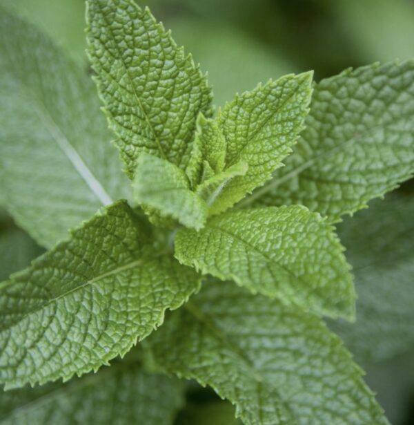 Fresh Mint